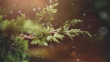 ¿Usas pino, musgo y flores naturales para adornar la navidad? Esto es lo que debes evitar
