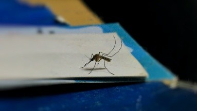 Malaria en Costa Rica: autoridades de salud atienden brote en la provincia de Limón