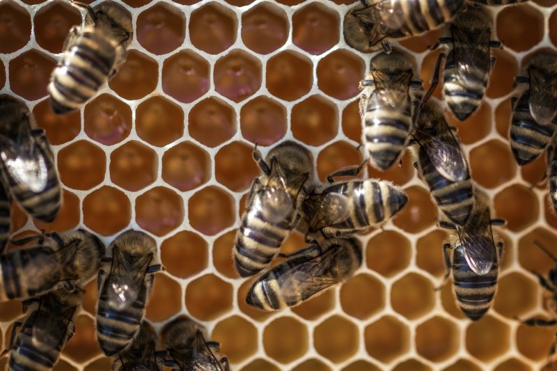 Había un enjambre de abejas que atacó a la familia.  Foto de David Hablützel en Pexels. 