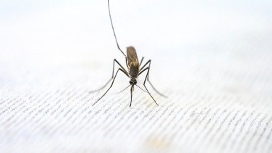 ¿Harto de los mosquitos? Prueba estos trucos para repelerlos de forma natural