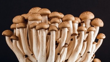 Qué son los hongos mágicos y cómo la ciencia los puede usar