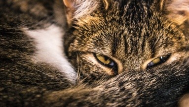 Hombre es infectado con bacteria desconocida luego de ser mordido por un gato callejero