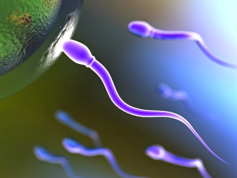  El estudio de los espermatozoides fue realizado en Plos One. Archivo GH. 