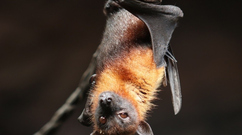 El murciélago transmite la rabia.(Pixabay)