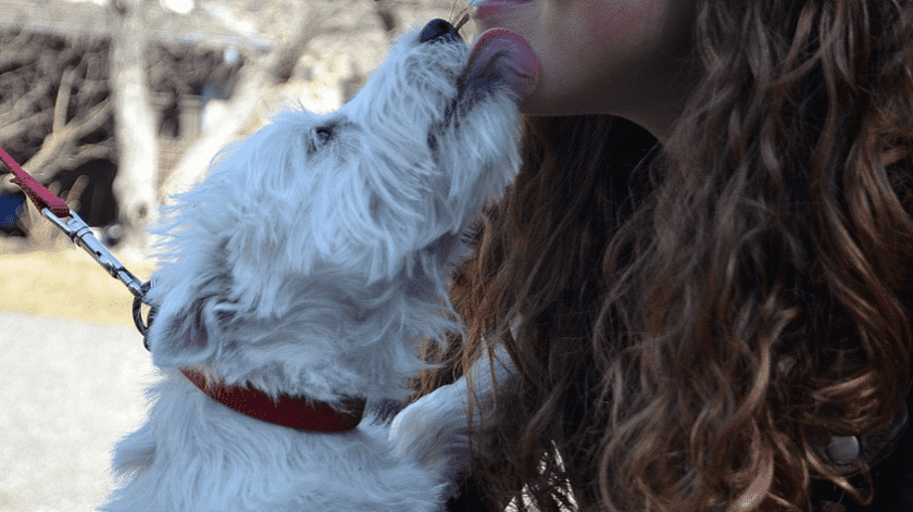 Permitir que los gatos o perros laman nuestro rostro es una práctica muy común, sin embargo, debemos tener cuidado.(Pixabay)