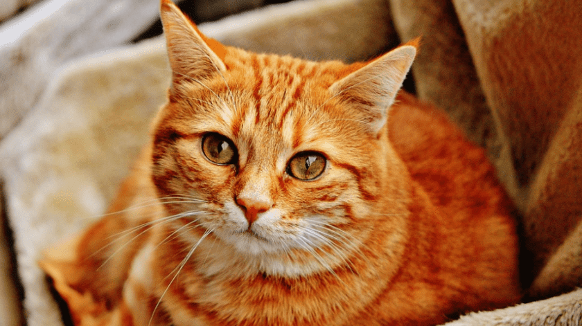 En el mundo se ha registrado hasta el momento 6 casos de felinos infectados por el Covid-19.(Pixabay)