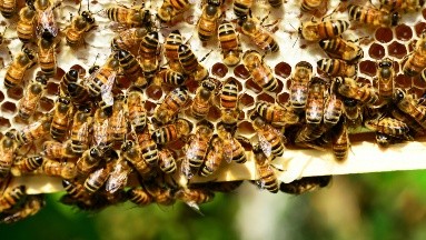 La importancia de las abejas y los beneficios de la miel para la salud
