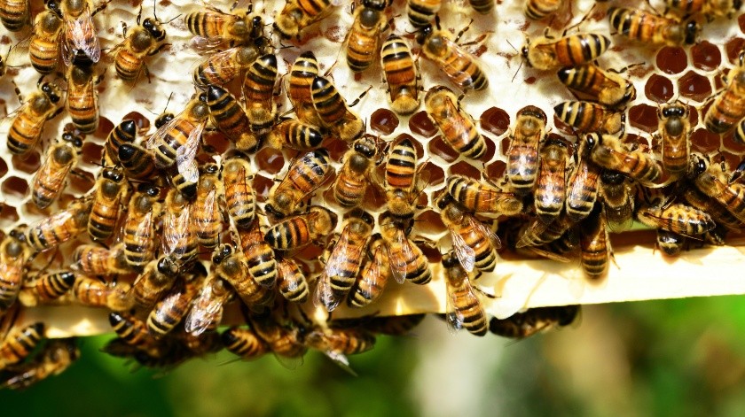 Expertos han alertado que sin las abejas habrá desabasto de alimentos.(Pexels)