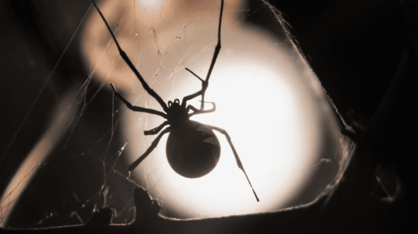 En México existen sólo dos tipos de arañas caseras peligrosas.(UNAM)