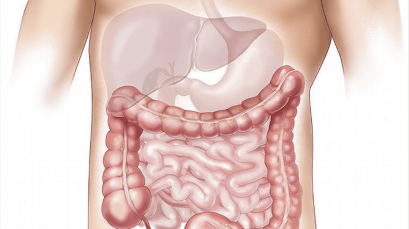 La microbiota intestinal ayudaría a combatir la obesidad.(Pixabay)