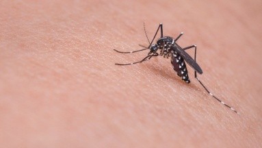 ¿Qué es el virus del Zika? Lo que podría generar una nueva epidemia en Brasil