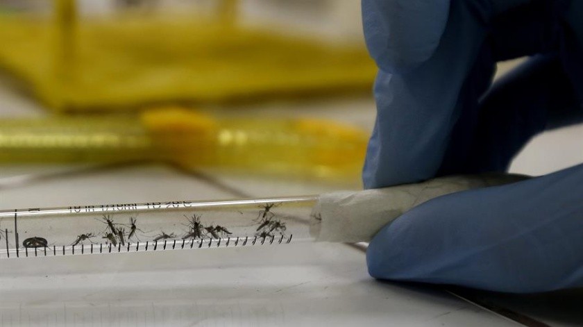 Una muestra de mosquitos en un laboratorio.(EFE/Marcelo Sayão/Archivo)