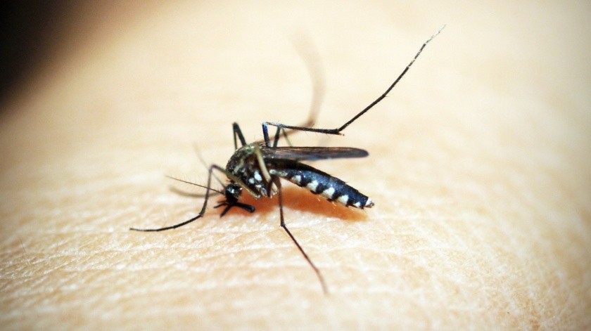 Autoridades de Salud recomiendan una serie de acciones para prevenir el dengue.(Pexels)