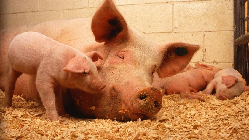Investigadores chinos detectaron un nueva cepa de gripe porcina identificada en cerdos.(Pixabay)
