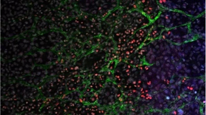 Cuerpo embrionario de ratón con múltiples tipos celulares (marcados en diferentes colores) generado en cultivo en células madre.(EFE/Imagen facilitada por el Centro Nacional de Investigaciones Oncológicas (CNIO))