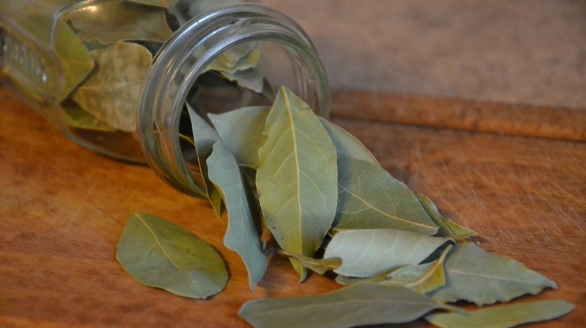 Las hojas del árbol de laurel son buena fuente de minerales y vitaminas que puedes aprovechar para tu salud.(Pixabay)