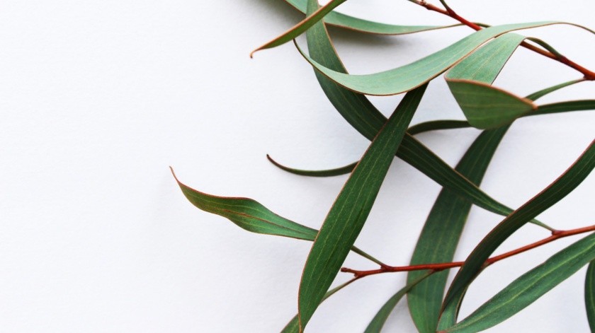 El eucalipto ha sido utilizado en la medicina natural durante años.(Pixabay)