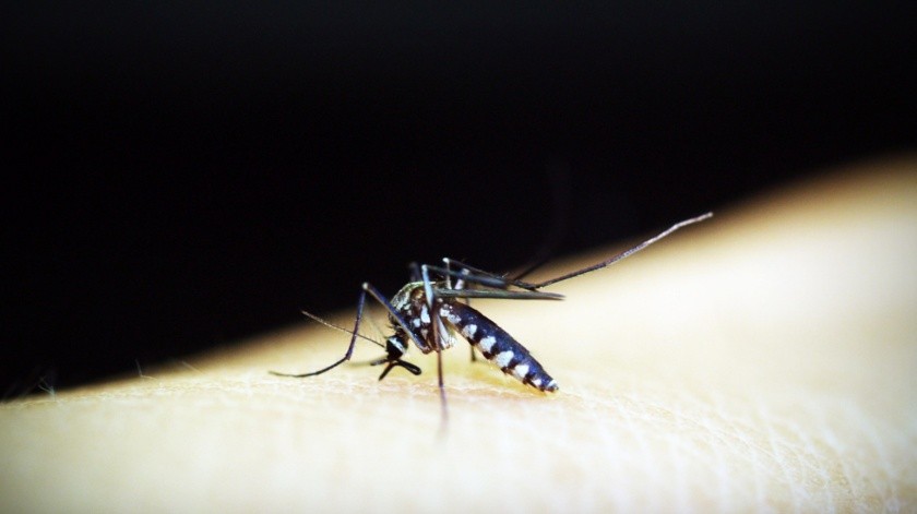 Con esto se puede detectar de forma rápida y precisa patologías como la malaria.(Pixabay)