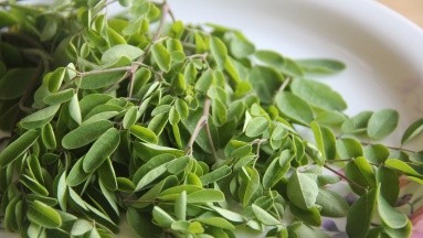 Moringa: Propiedades y beneficios nutritivos y medicinales de esta planta