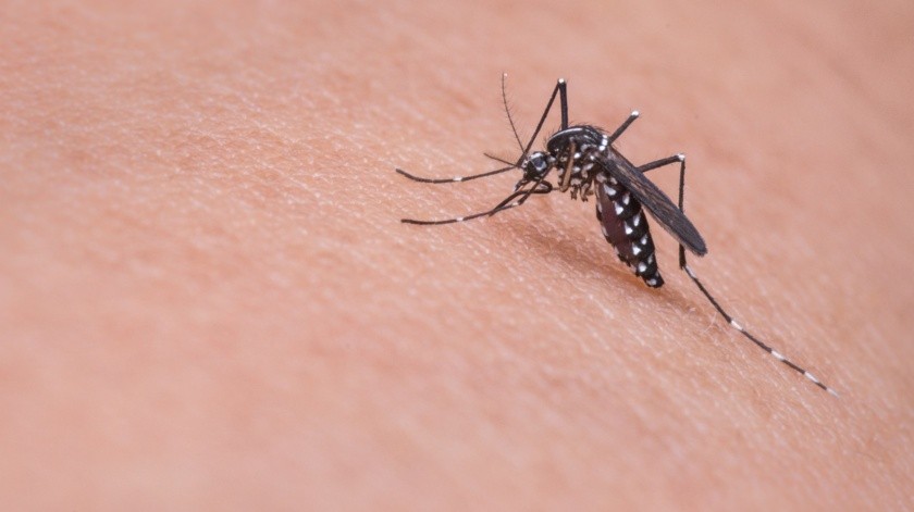 Serán mosquitos modificados de la Aedes aegypti sólo- tecnología de adición de agua en los Cayos de Florida. El proyecto será ejecutado en el 2021. (Pixabay)