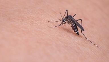 ¿Mosquitos modificados para combatir a otros transmisores de virus? 