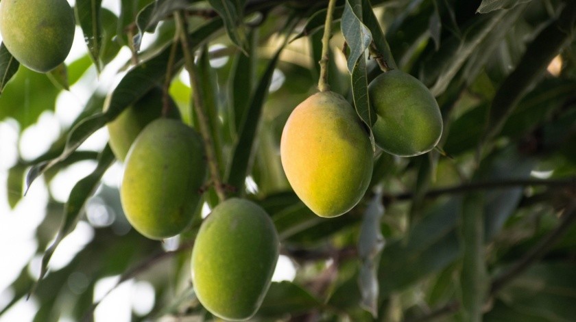 A la infusión de hoja de mango le han atribuido un gran poder para tratar la diabetes.(Pixabay)