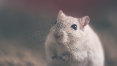 Fármaco experimental aplicado en ratones ayudaría con el aumento de la masa muscular