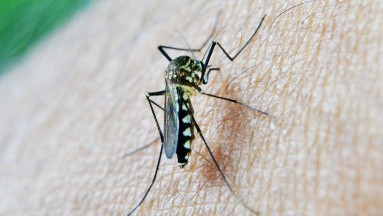 Conoce las enfermedades que puede transmitir el mosquito mosquito Aedes Aegypti