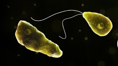 Familia de joven infectado con ameba 