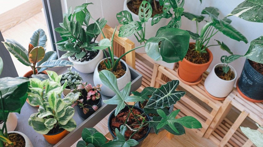 Las plantas en interiores pueden ayudar a purificar el aire y mejorar algunos problemas de salud.(Pexels)