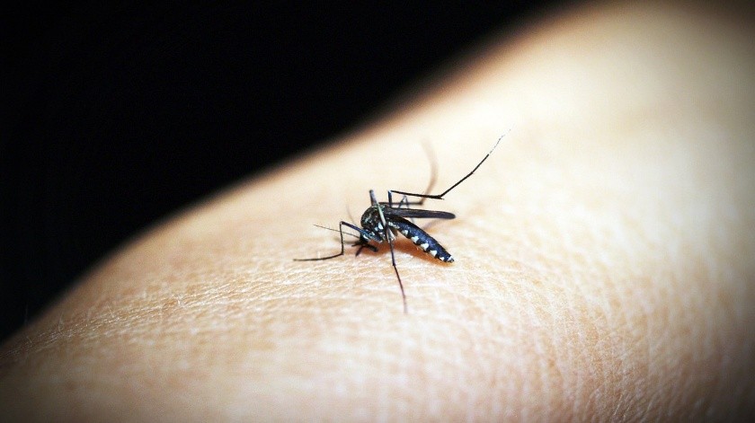 Un estudio compartido únicamente con la agencia Reuters ha señalado que las personas que padecieron dengue podrían tener cierto nivel de inmunidad ante el Covid-19.(Pixabay)