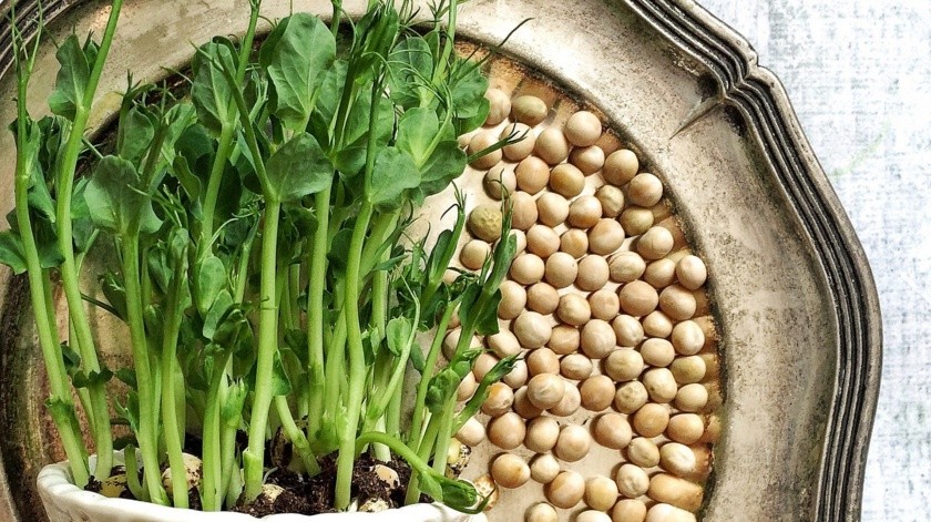 Como la mayoría de las leguminosas y oleaginosas, el chícharo proporciona una buena cantidad de proteína y muy poca grasa, pues el 21.4% y el 2% de la semilla proviene de estos nutrimentos, respectivamente.(Pixabay)