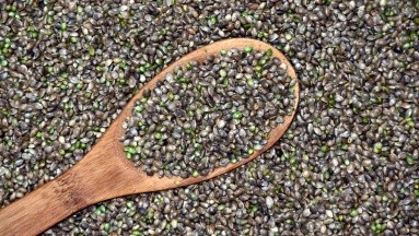 ¿Conoces las semillas de cáñamo? te revelamos cuáles son sus propiedades