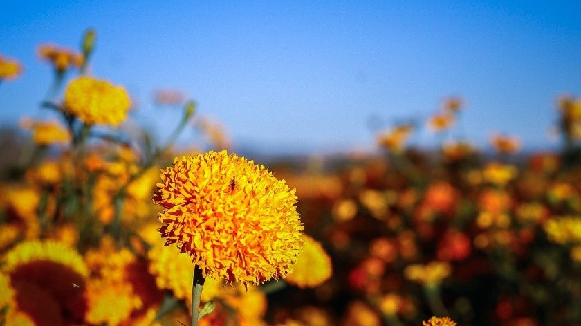 La flor de cempasúchil forma parte de plantas y hierbas que se utilizan en la medicina tradicional mexicana para aliviar malestares.(Pixabay)