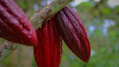 Estudio indicó que la ingesta de cacao se asoció a una mejora en la memoria