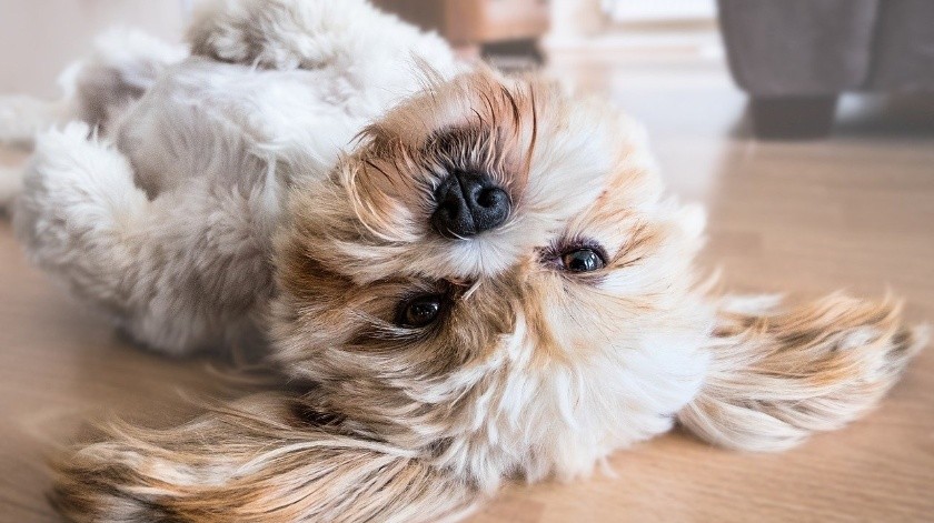 Las cámaras de vigilancia para perros te permitirán estar cerca de tu mascota.(Pixabay)