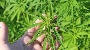 Cannabis: ONU reconoce oficialmente sus propiedades medicinales