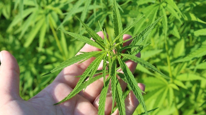 Luego de una votación, la ONU reconoció oficialmente las propiedades medicinales del cannabis.(Pixabay)