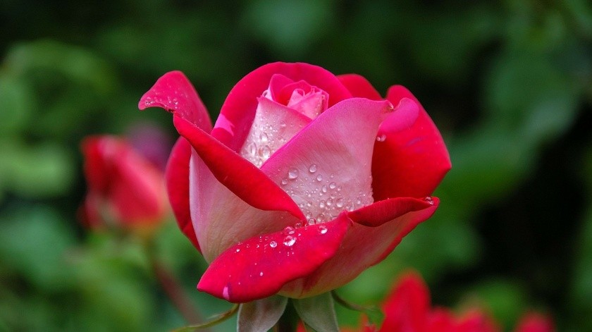El agua de rosas puede ser un gran aliado para tu piel.(Pixabay)