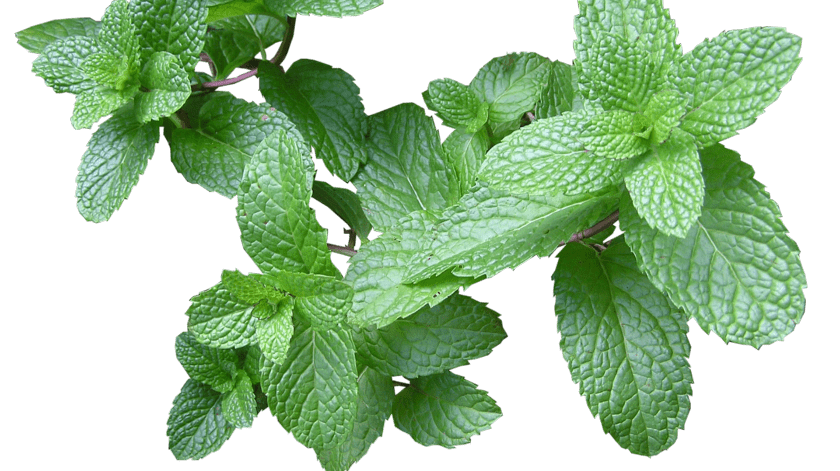 Asegúrese que tengan un fuerte olor a menta y estén ligeramente magulladas. Llena la botella de vidrio con hojas de menta.(Pixabay.)