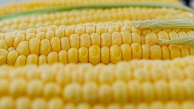¿Sufres de hemorroides? El maíz podría convertirse en un excelente aliado