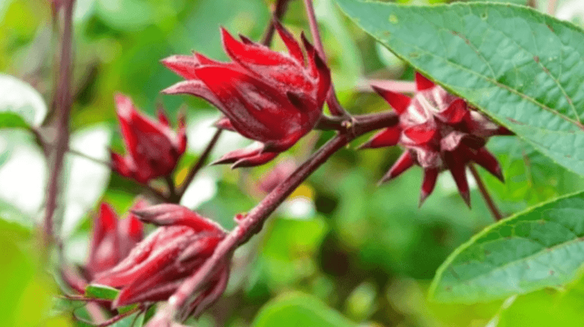 Los beneficios de la flor de jamaica suelen ser aprovechados en agua fresca y té.(Archivo)