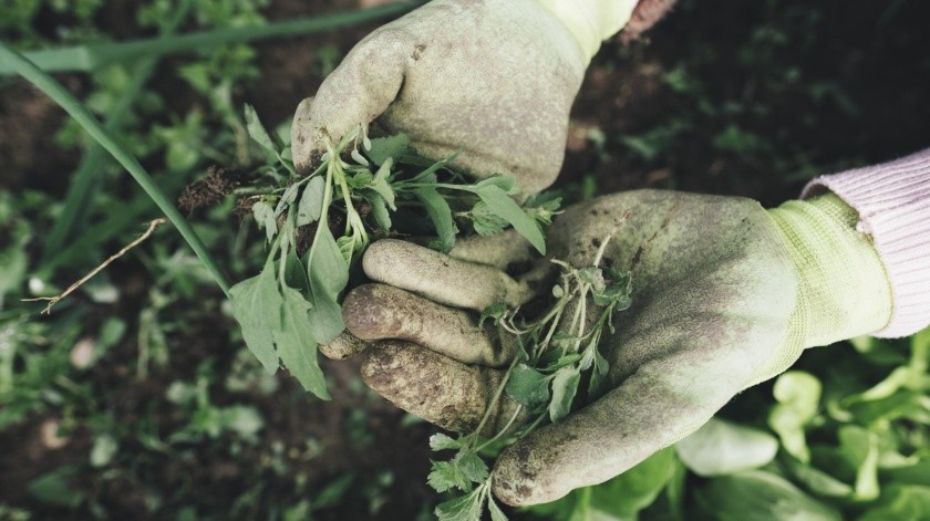 Lo recomendable es comprarlos orgánicos o cosecharlos en casa y se cultiven en tierras ricas en nutrientes y sin químicos.(Pixabay.)