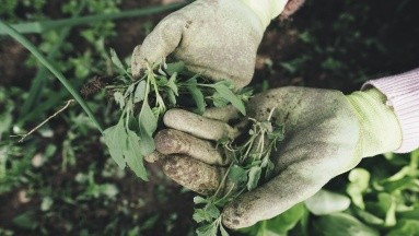 Conoce ocho hierbas aromáticas que son beneficiosas para tu salud