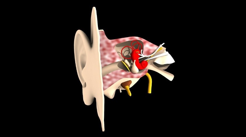 Jackie Clark, audióloga certificada por el consejo y presidenta de la Academi Estadounidense de Audiología explicó que esto trae como consecuencia pérdida de audición o zumbidos en los oídos.(Pixabay.)