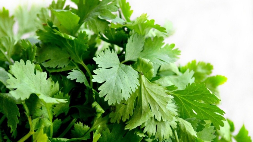 Entre las bondades del cilantro destacan su propiedades antiinflamatorias, depurativo, digestivo, expectorante, hipocolesterolémico y antisépticas(Pixabay)