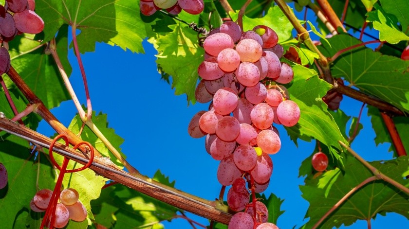 Hasta el vino desalcoholizado, los extractos de uva y el polvo de uva, pueden ofrecer beneficios para la salud.(Pixabay.)