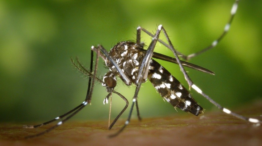 La infección por el virus del Zika (ZIKV) se transmite a través del mosquito o por vía sexual y puede causar enfermedades congénitas graves tras la transmisión materno-fetal. (Pixabay.)