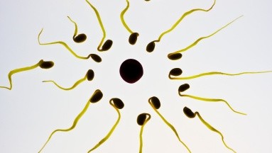 Estilo de vida y otros factores afectaría en su totalidad la producción de esperma