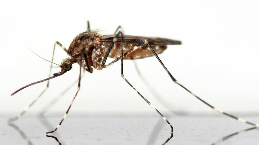 Aproximadamente 1 de cada 20 personas que se enferman de dengue desarrollará dengue grave. Es muy peligroso esto, porque puede resultar en shock, hemorragia interna e incluso la muerte.(Pixabay.)